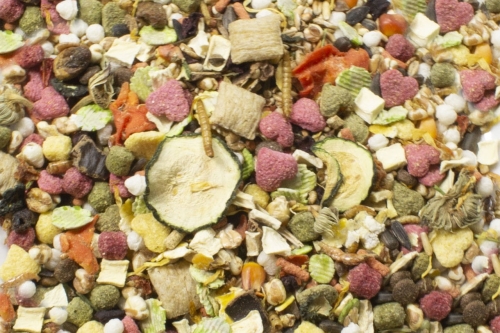 jr-farm-karma-dla-szczurow-adult-500g (1).jpg