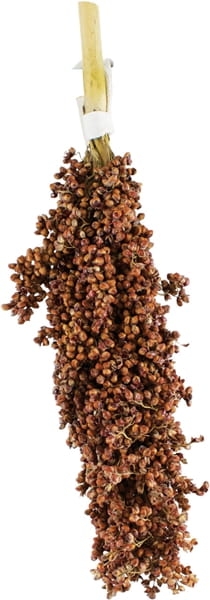 JR-FARM-sorgo-08429.jpg