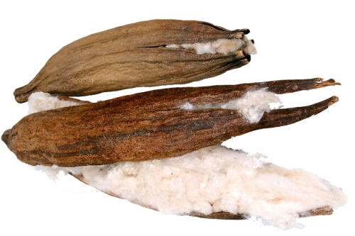 jr-farm-kapok-1-strak (1).jpg