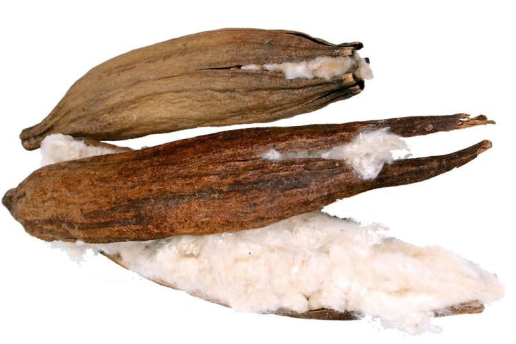 jr-farm-kapok-1-strak (1).jpg