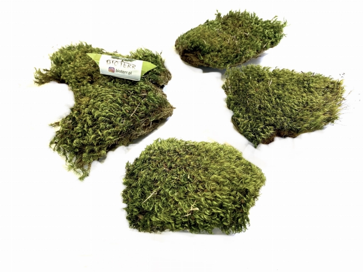 BioClumb-Moss-Mech-poduchy-100g.jpg