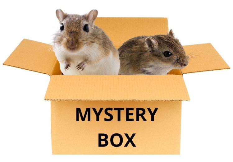 MYSTERY BOX.jpg