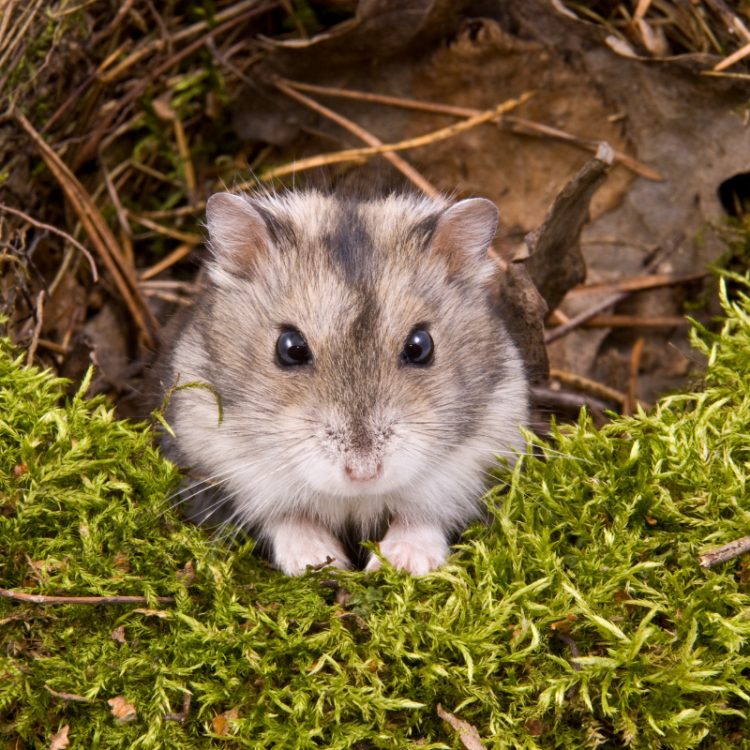 Chinese-Dwarf-Hamster-sitting-on-some-moss.png