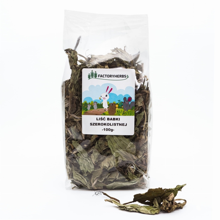 3-babkaszerokolistna.jpg